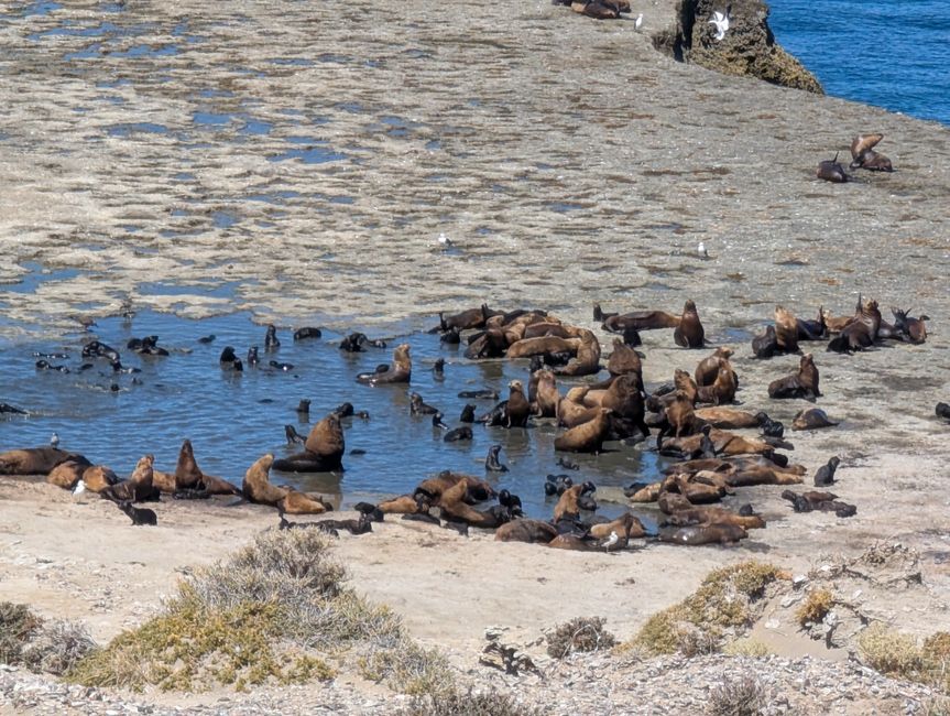 25. Day 29.1.25 Puerto Madryn