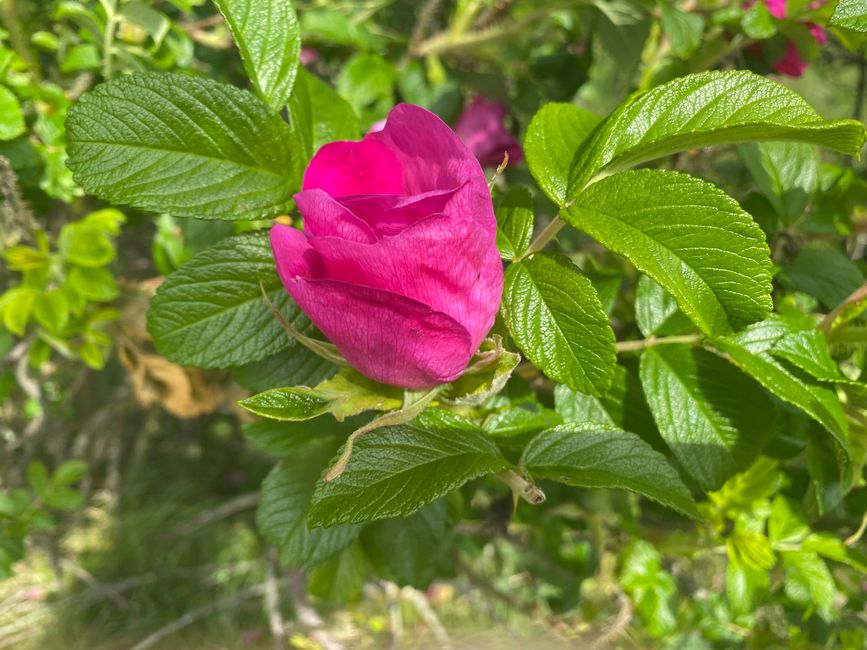 27.05.2024 Montag 