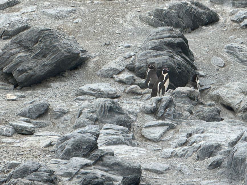 Pingüinos de Humboldt