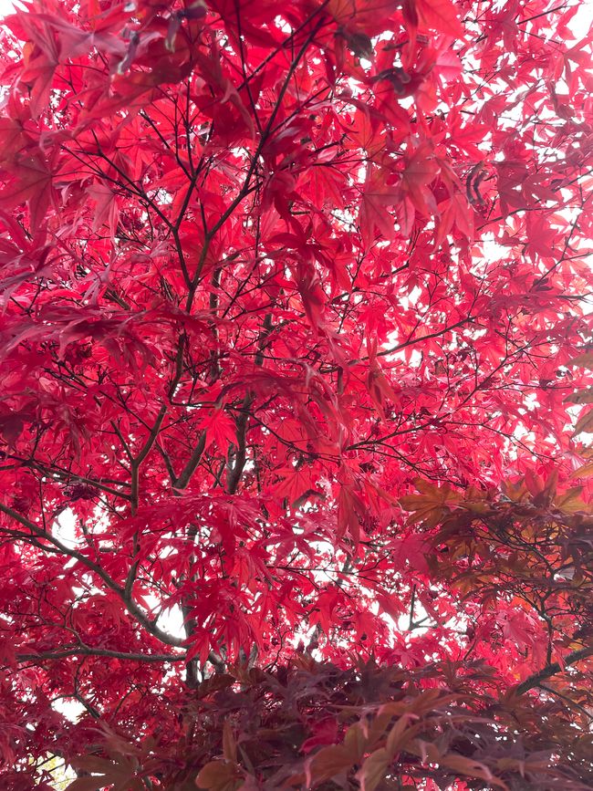 7. Kapitel: Noch ein Tag am Fuji-san, jede Sekunde ist anders