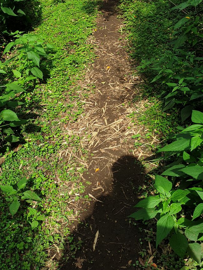 Suchbild: Suche den Schmetterling