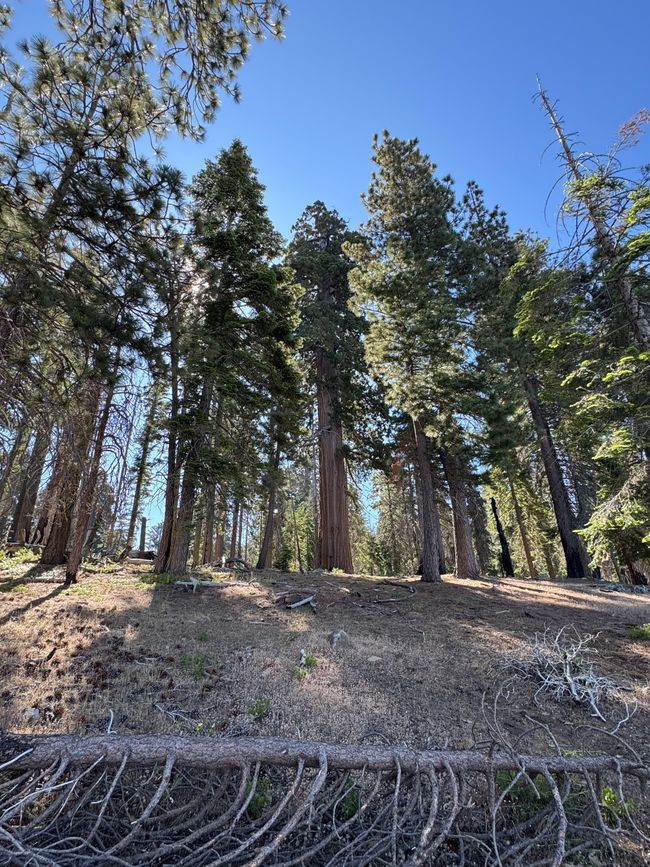 Sequoia National Park