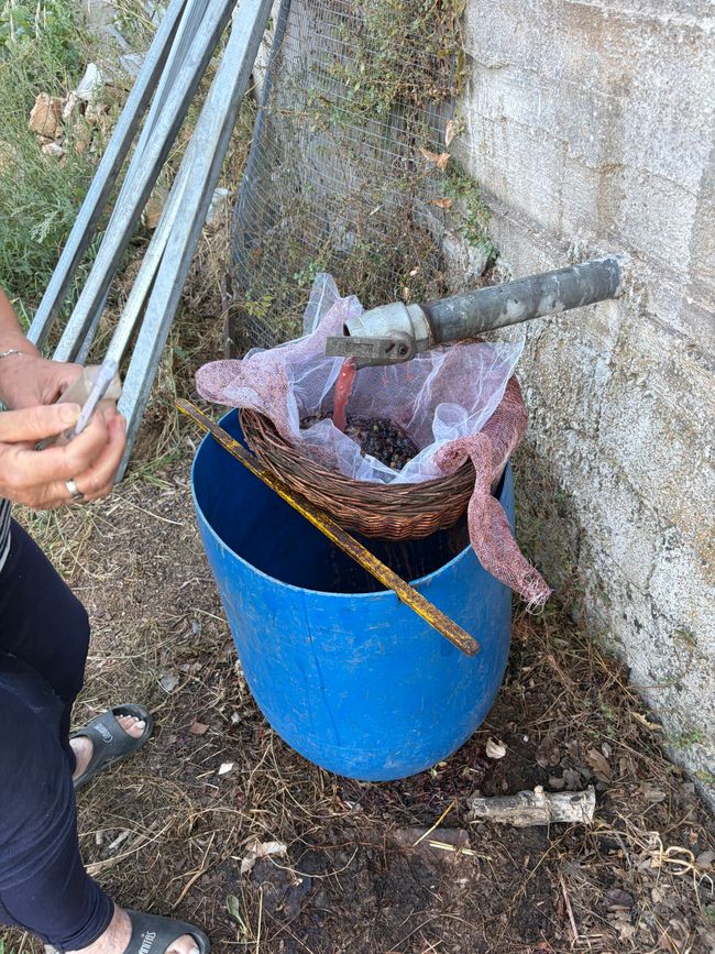 Φτιάξε κρασί (Wein machen)