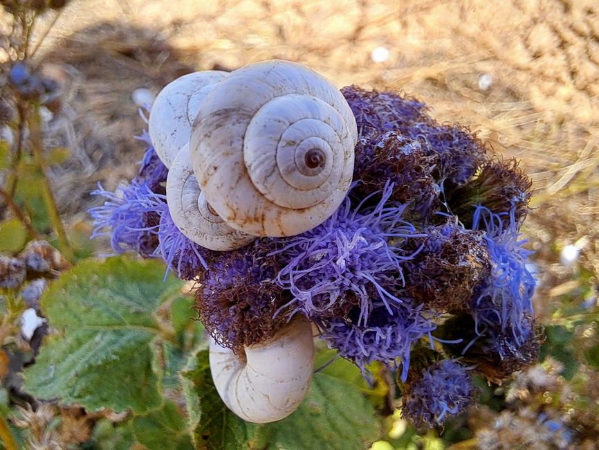 Leberbalsam mit Sand-Heideschnecke