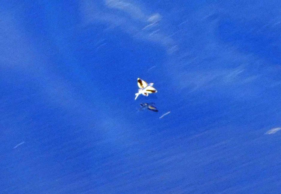 Poisson volant