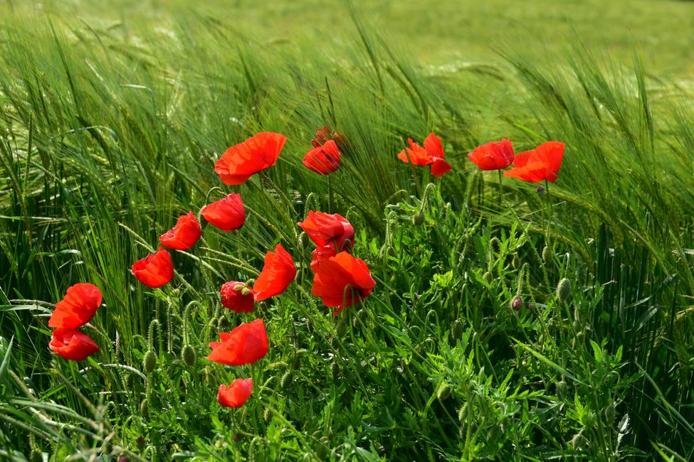 * * * S E C H T A S A F A R I - der Auerochsenweg
bei Bopfingen * * *