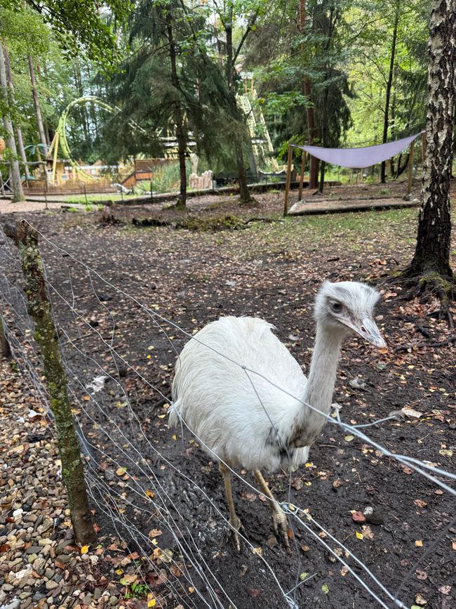 📍Freizeitpark Geiselwind/ Geiselwind Amusement Park