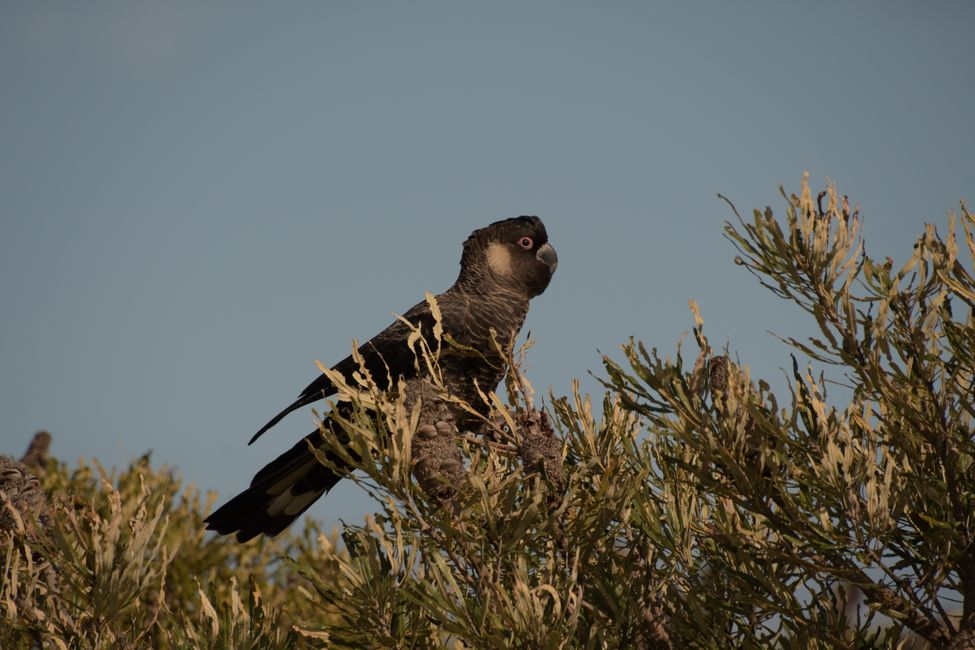 Nambung NP - Carnabys Weißohr-Rabenkakadu / Carnaby's Black-Cockatoo