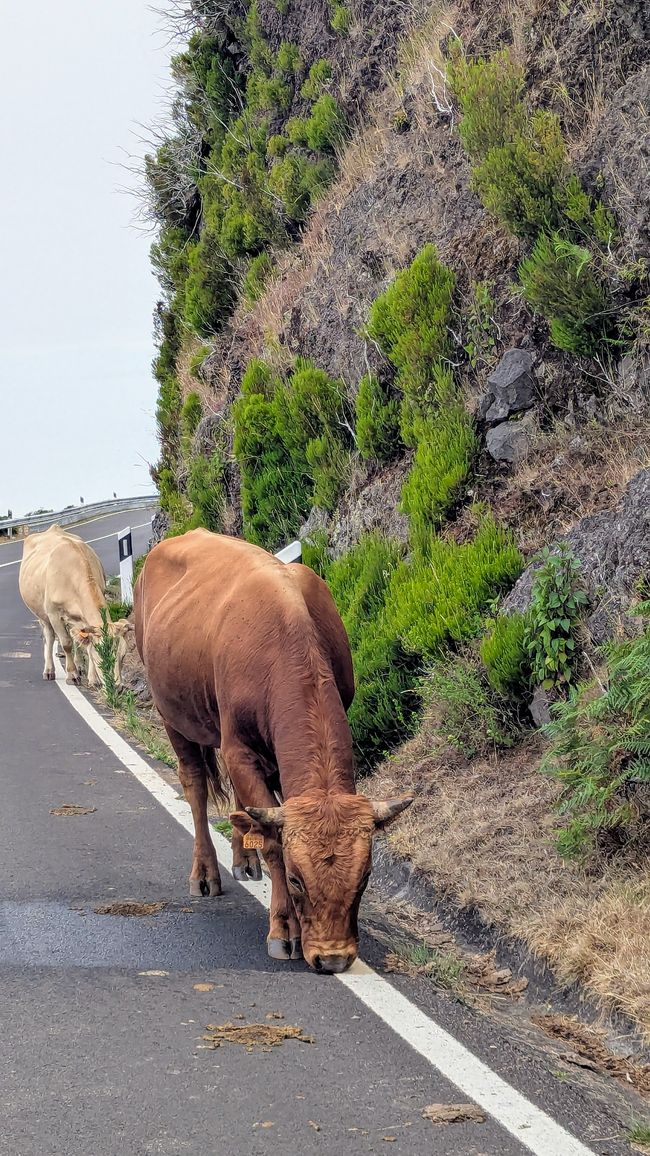 Tag 13: Levada da Ribeira da Janela & Nordwestküste