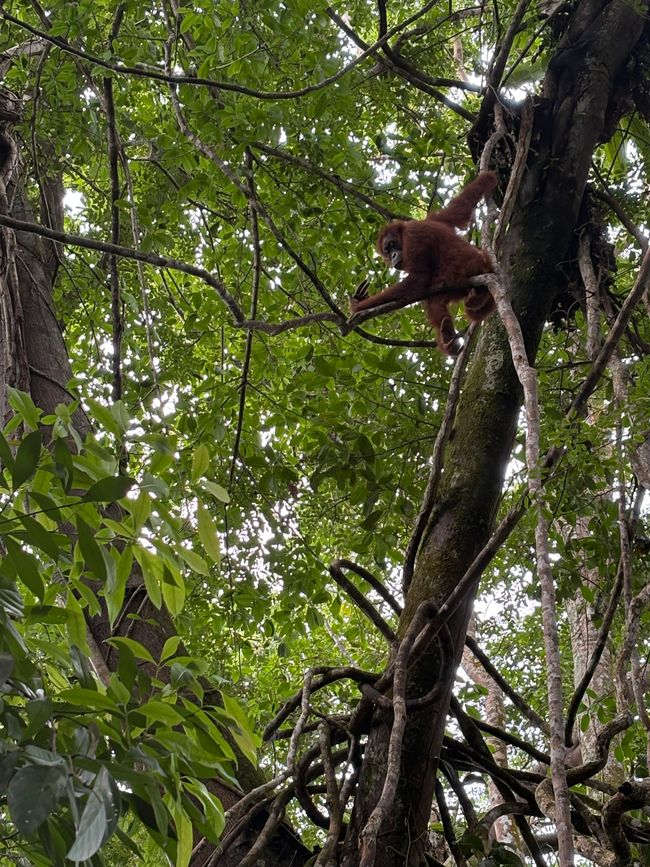 En los orangutanes