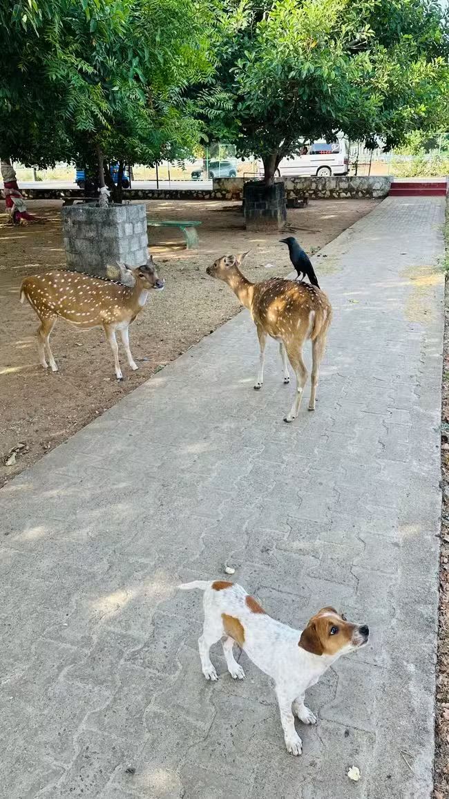 Deer Park and Fort Frederick - Trincomalee