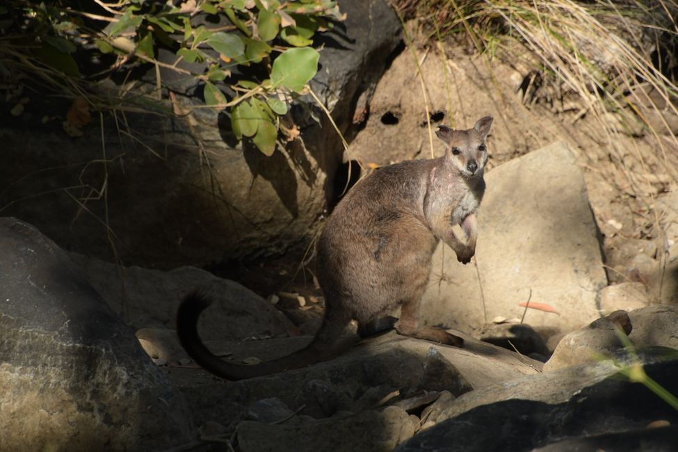 Lennard Gorge Trail - Short-eared Rock-wallaby