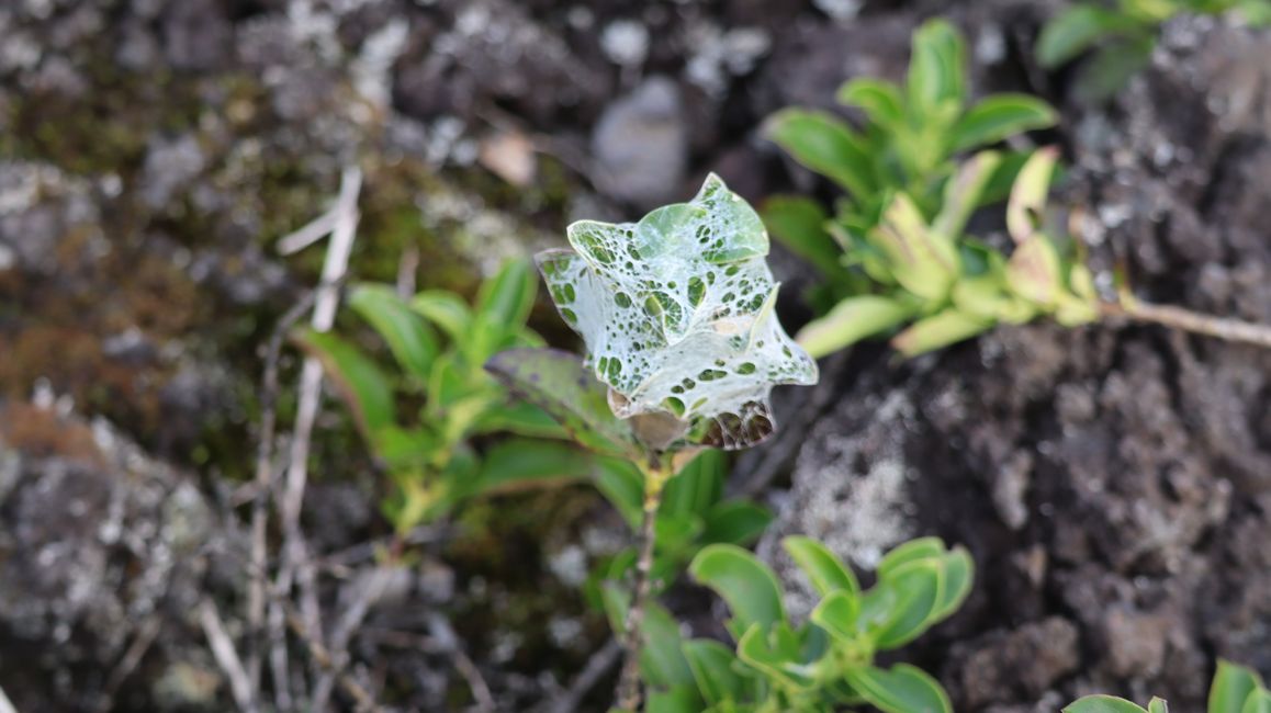 Woche 3 - Kia Ora Neuseeland!