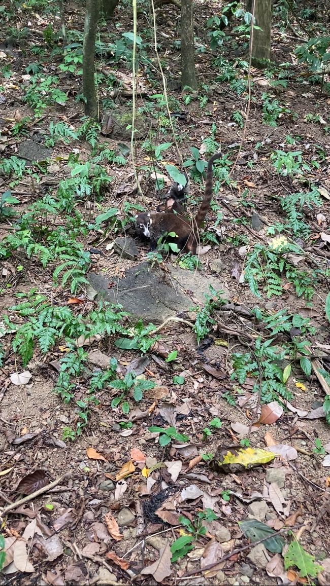 Coatis à seulement 3 m