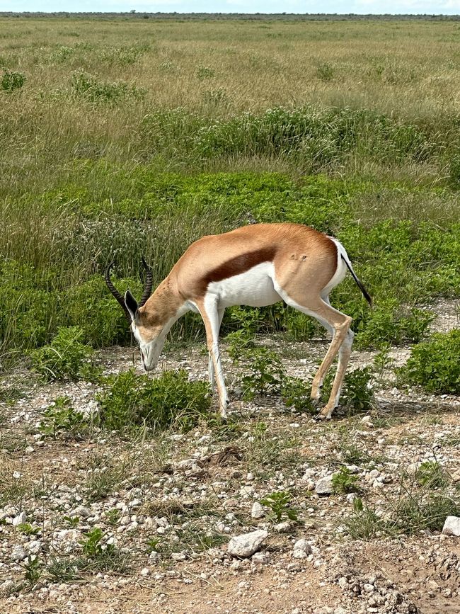 Parc national d'Etosha
