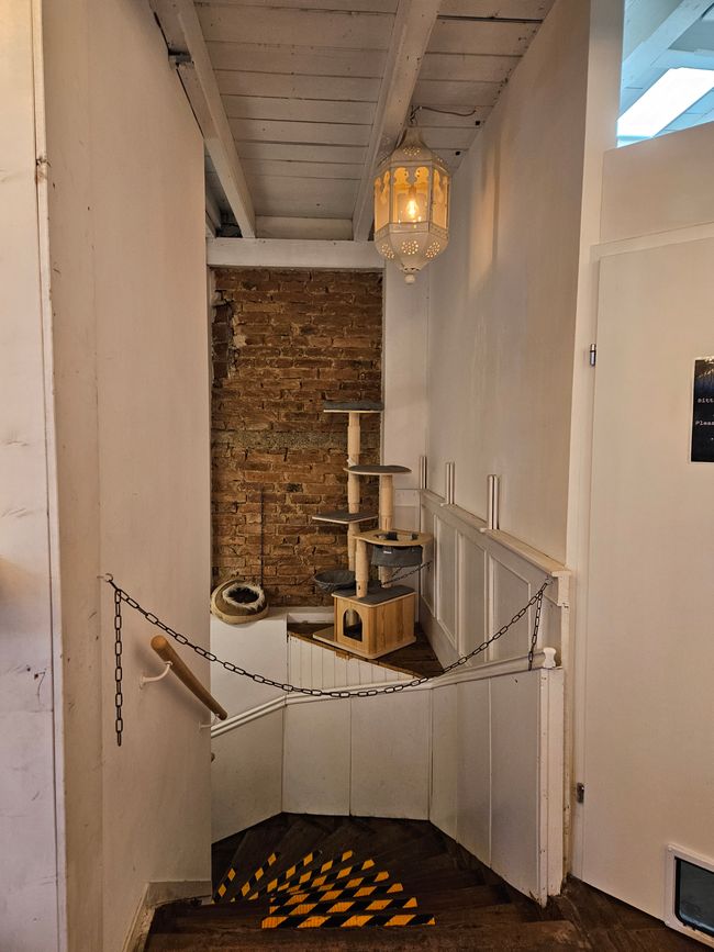 2024 - Vienna - Cat Café 'Barista Cats'