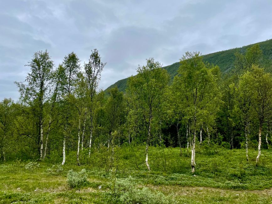 Und auch hier… intensives Grün und schönster Waldduft