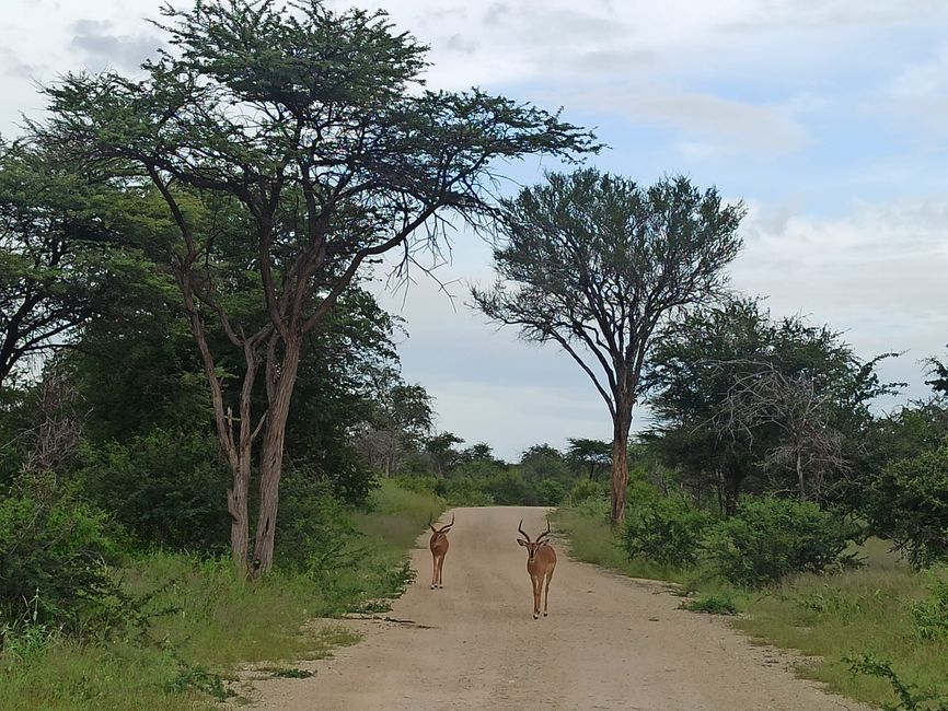 El Parque Nacional Etosha