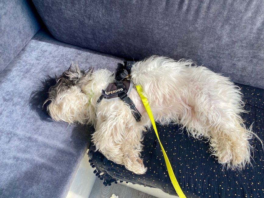 Barbara's dog Ramba feels quite at home in our van