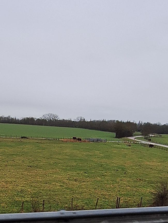 Tiere auf der Weide