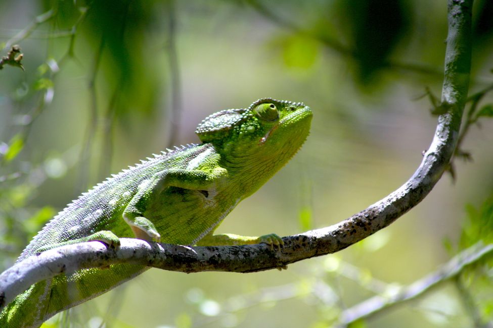 Madagascar day gecko