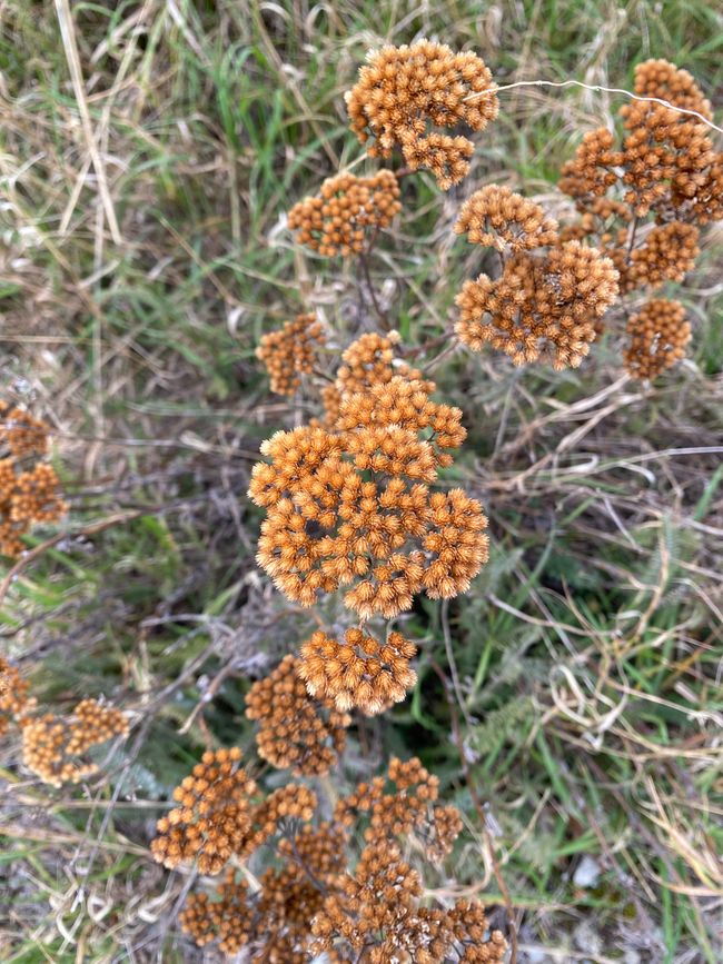 Lavorare nella fattoria di lavanda