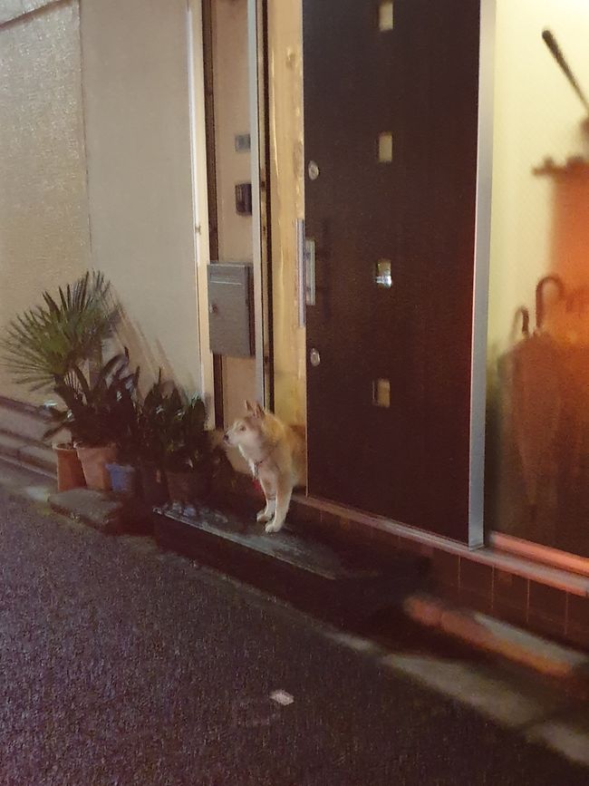 Einfach ein Hund der an der Haustür wartet. Ganz normal.