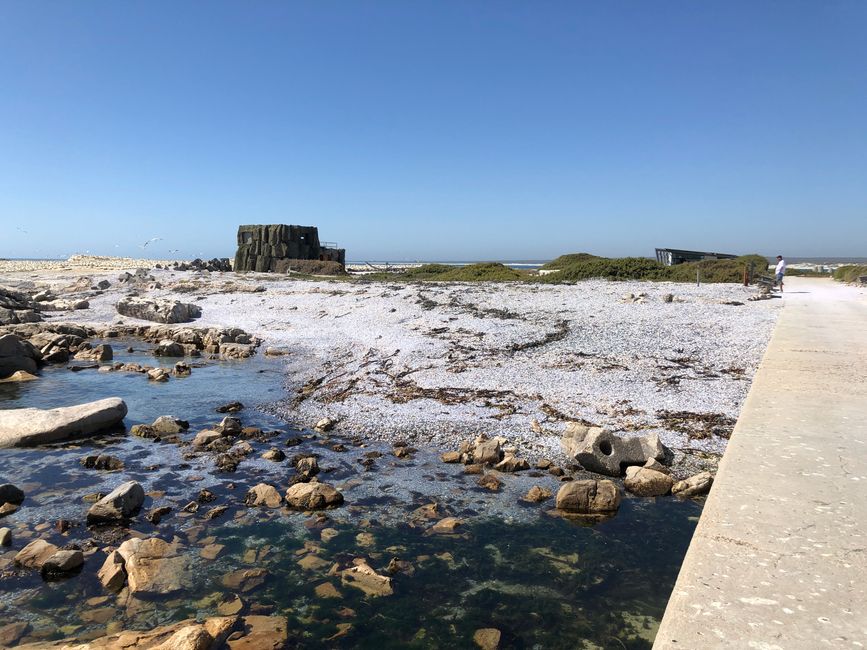 Bird Island - Miesmuscheln