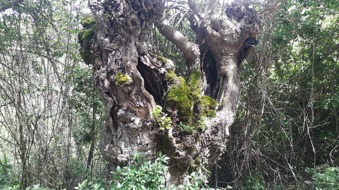 Un arbre qui est le foyer de nombreux animaux.
