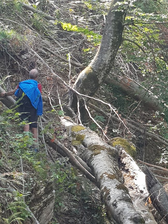 Wanderung durch einen Urwald.