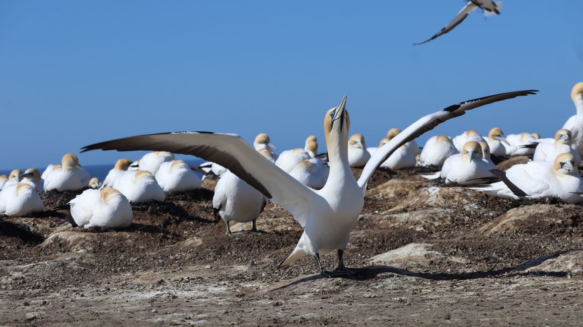 Basstölpelkolonie bei Cape Kidnappers