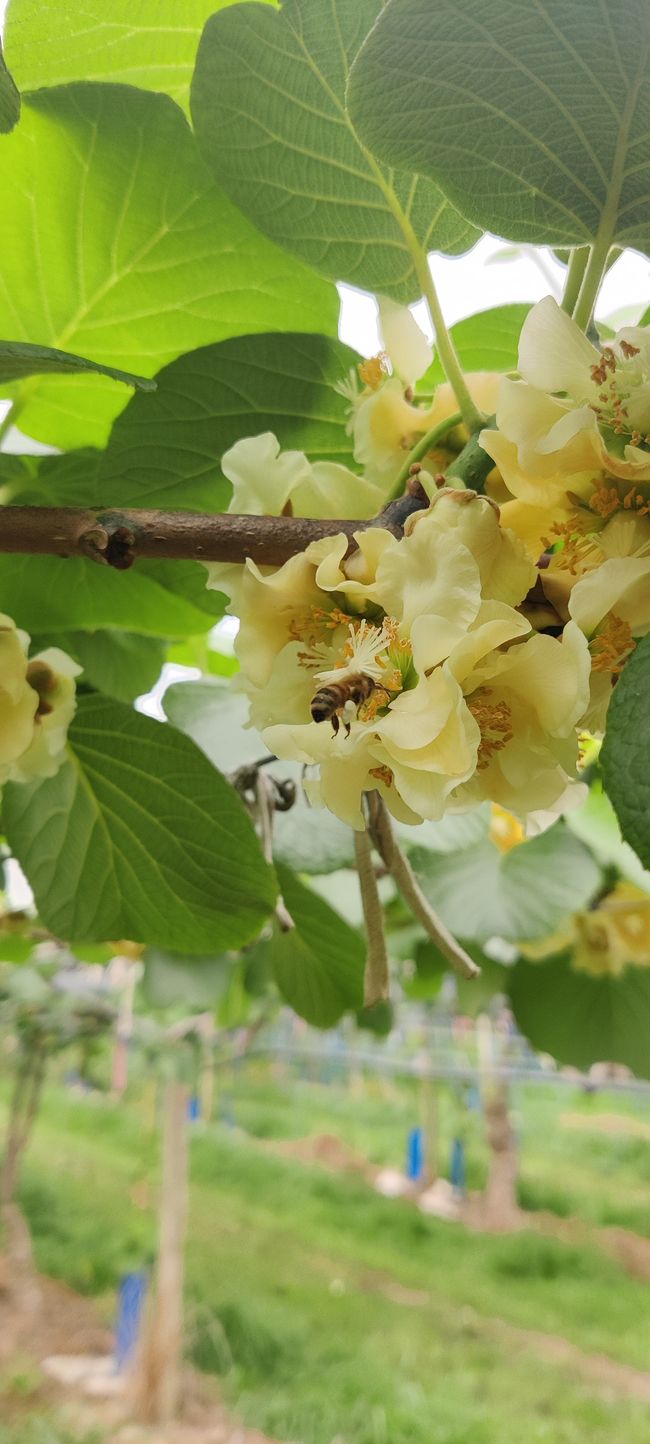 überall Bienen auf der Plantage