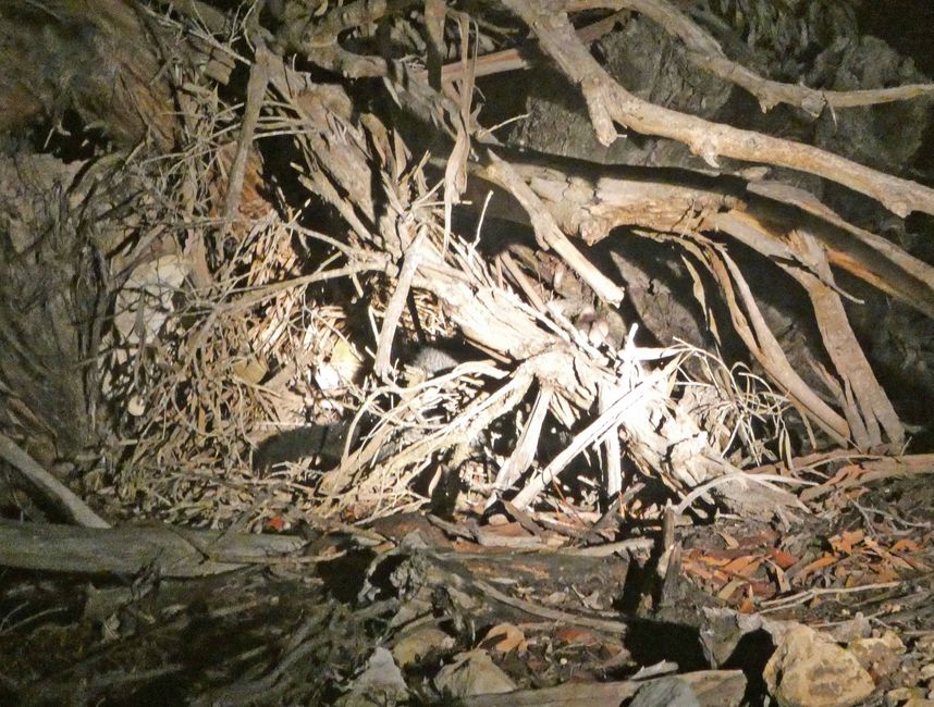 Zwergopossum
