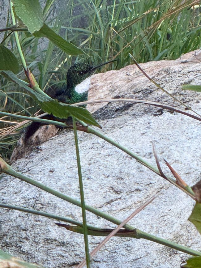 Die Kolibri Dusche