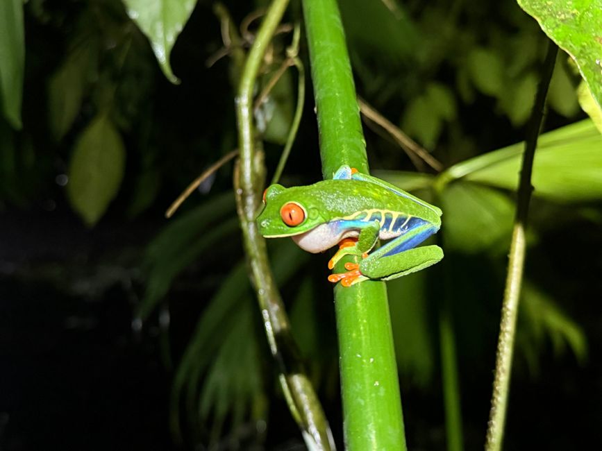 Serpiente látigo verde