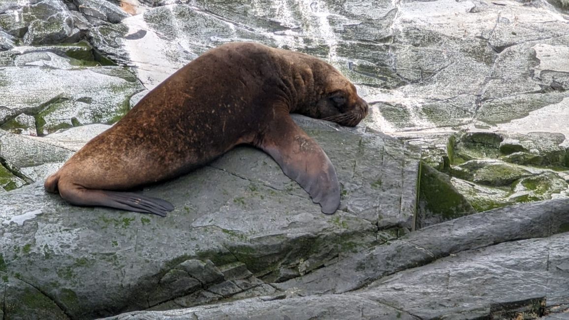 Beagle Channel Navigation mit Patagonia Adventure Explorer