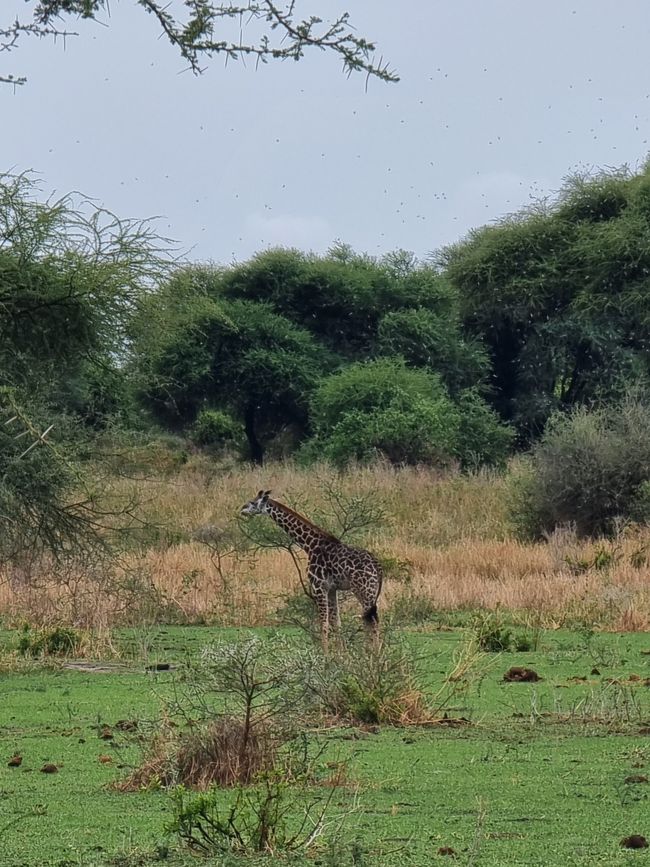 Tansania - Tag 2: Tarangire Nationalpark
