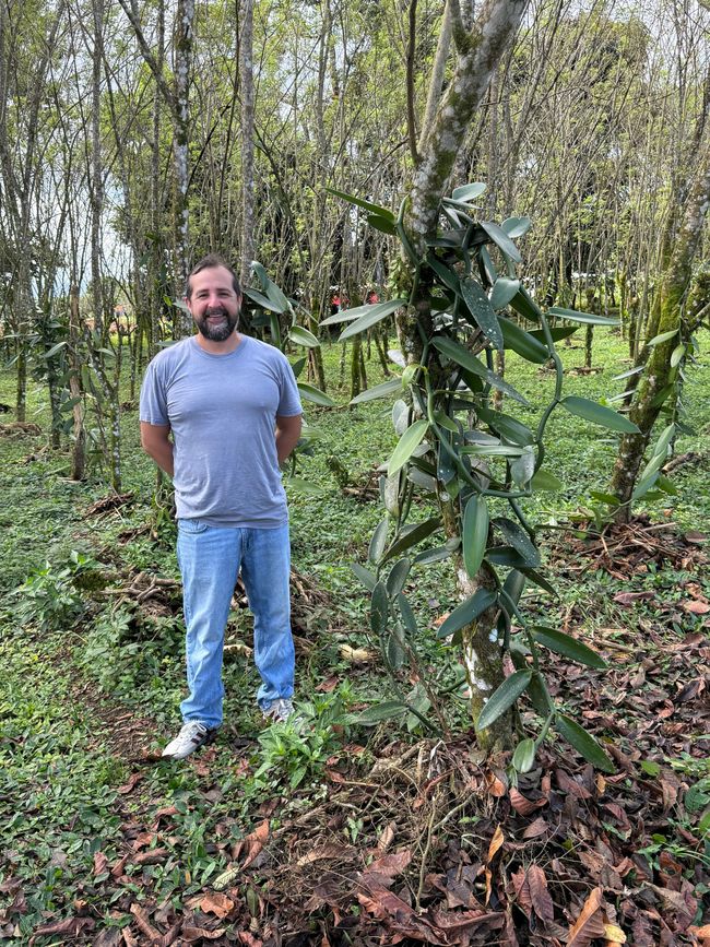 La planta de vainilla