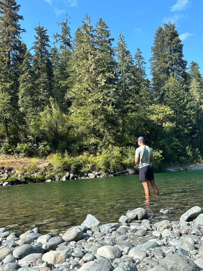 North Californian redwoods