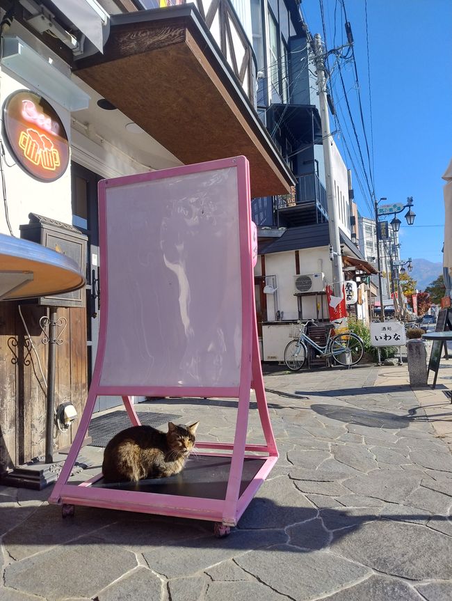 Gato en Matsumoto