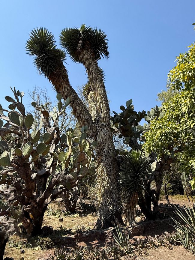 Yuca mexicana