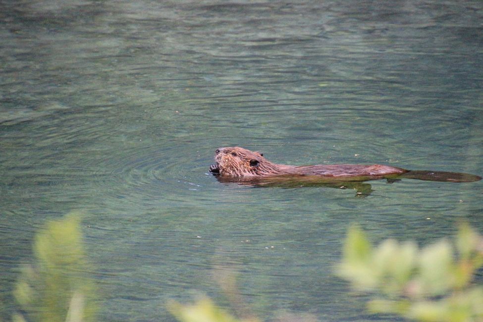 Tag 15: Stewart/Hyder - Grizzlies & (k)ein Salmon Glacier