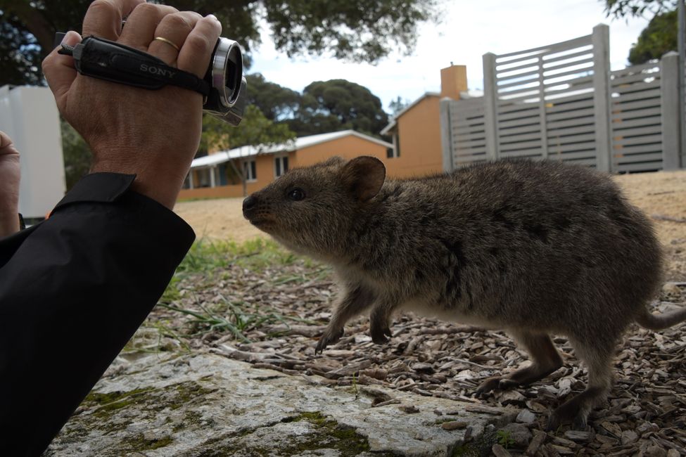 Rottnest Island - Quokka / Quokka