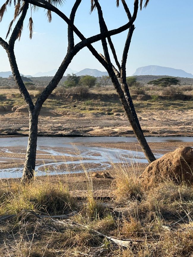 Leoni, elefanti, giraffe e compagnia nel Samburu