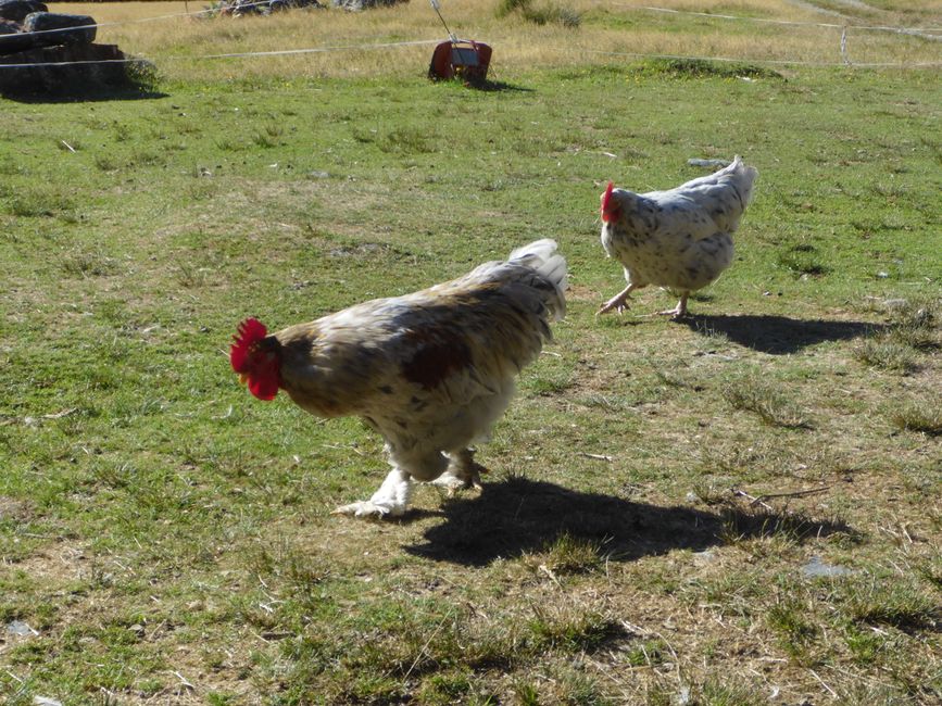 Tutti gli animali passano