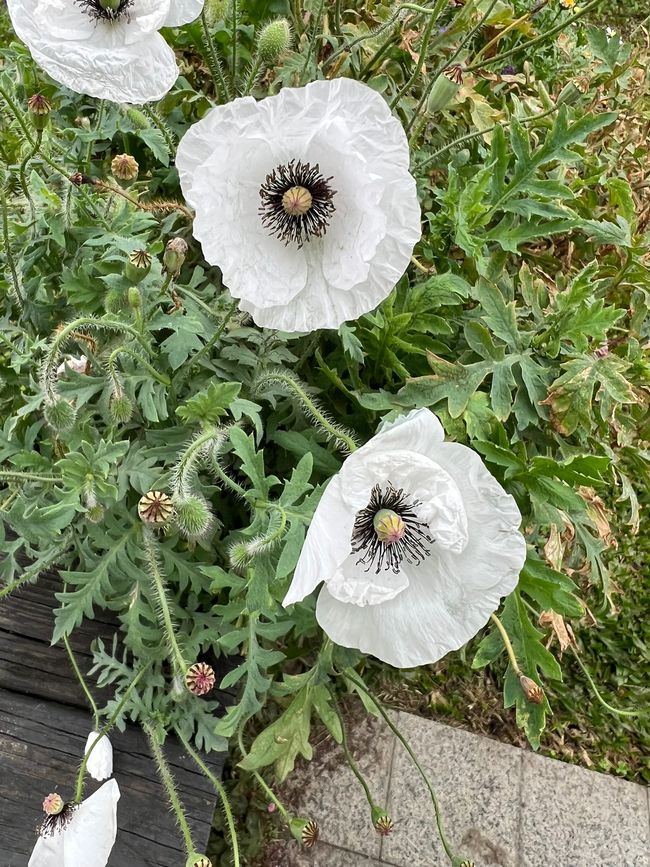 Flowers