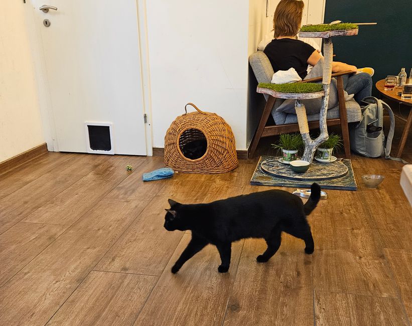 2024 - Vienna - Cat Café 'Barista Cats'