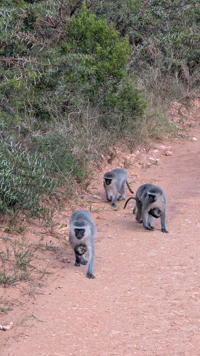 Addo Nationalpark