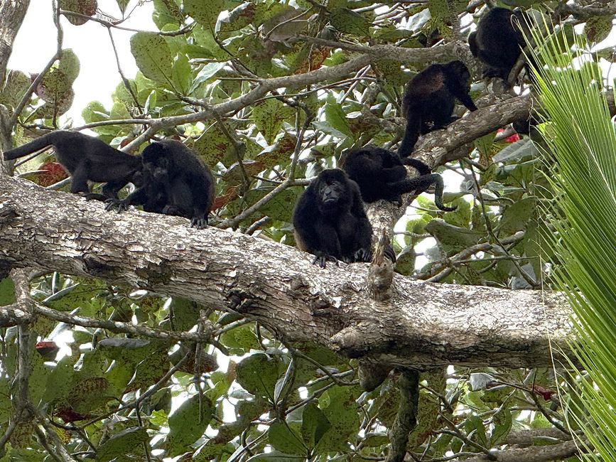 在 Cahuita NP
