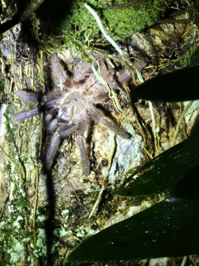 Tabin Wildlife Resort